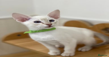 Siamese cats - Advert 2