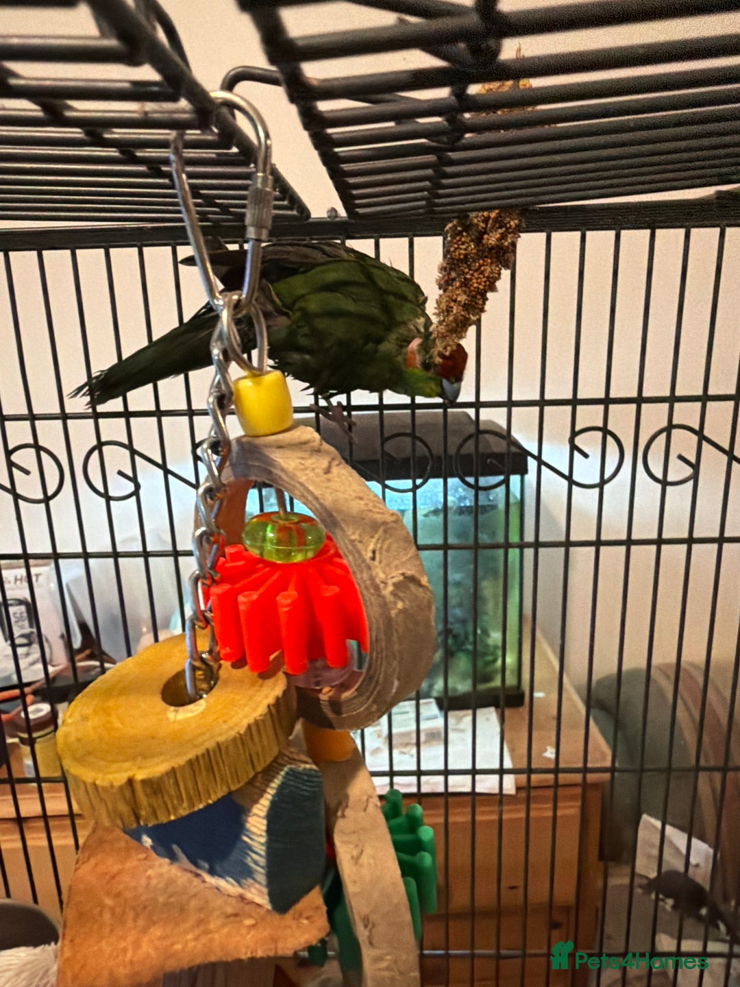 Parakeets birds for sale: Pair of kakariki  - Advert 2