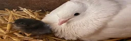 Doves birds for sale: Beautiful Flock 50–60 Fantails, Doves&Pigeons–Free - Advert 4