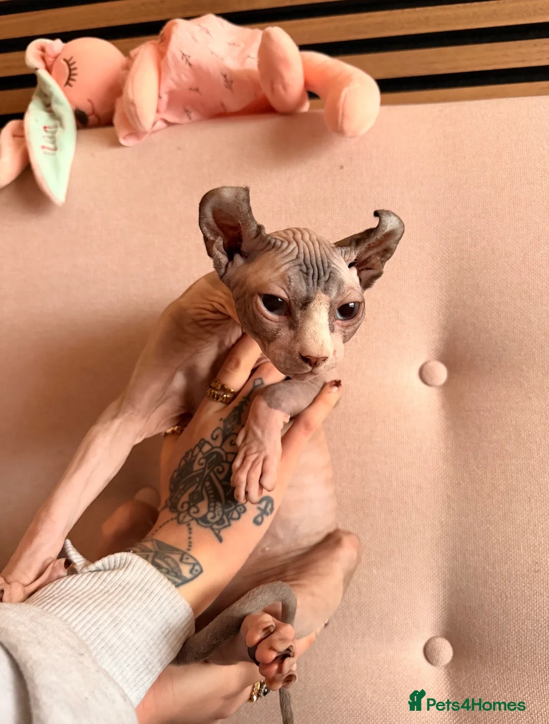 Sphynx cats for sale: MUST GO AS A PAIR - BROTHERS  in Seaham - Advert 2