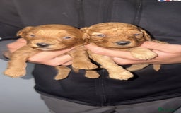 Cockapoo dogs for sale: Gorgeous Red Cockapoo Puppies  - Image 10