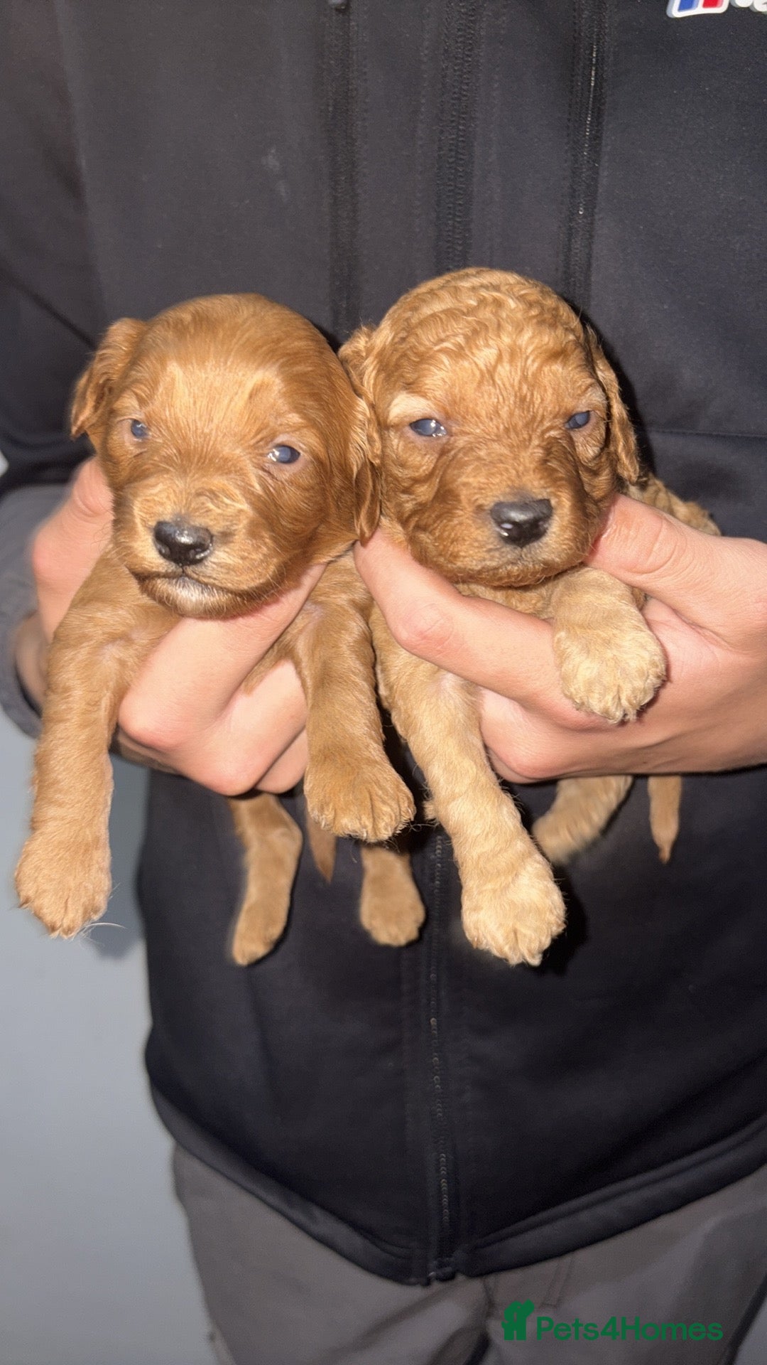 Cockapoo dogs for sale: Gorgeous Red Cockapoo Puppies  - Image 10