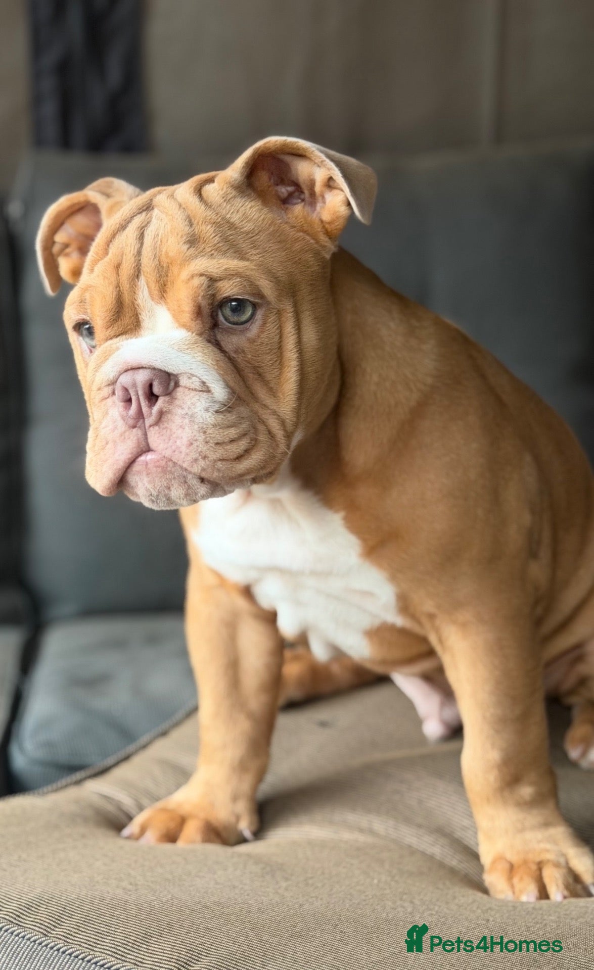 English Bulldog dogs English Bulldog Boy  - Advert 14