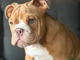 English Bulldog dogs English Bulldog Boy - Advert 14