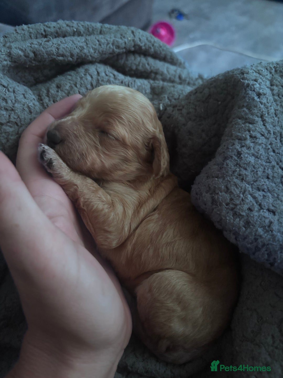 Cockapoo dogs for sale: Beautiful cockapoo baby's  - Image 15