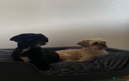 Shih Tzu dogs for sale: Two beautiful shih tzu’s mother and daughter  - Image 4