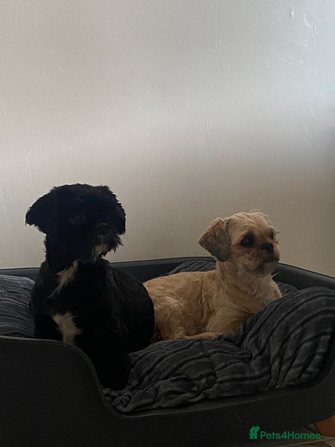Shih Tzu dogs for sale: Two beautiful shih tzu’s mother and daughter  - Image 4