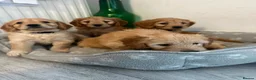 Goldendoodle dogs for sale: Mini golden doodles  - Advert 3