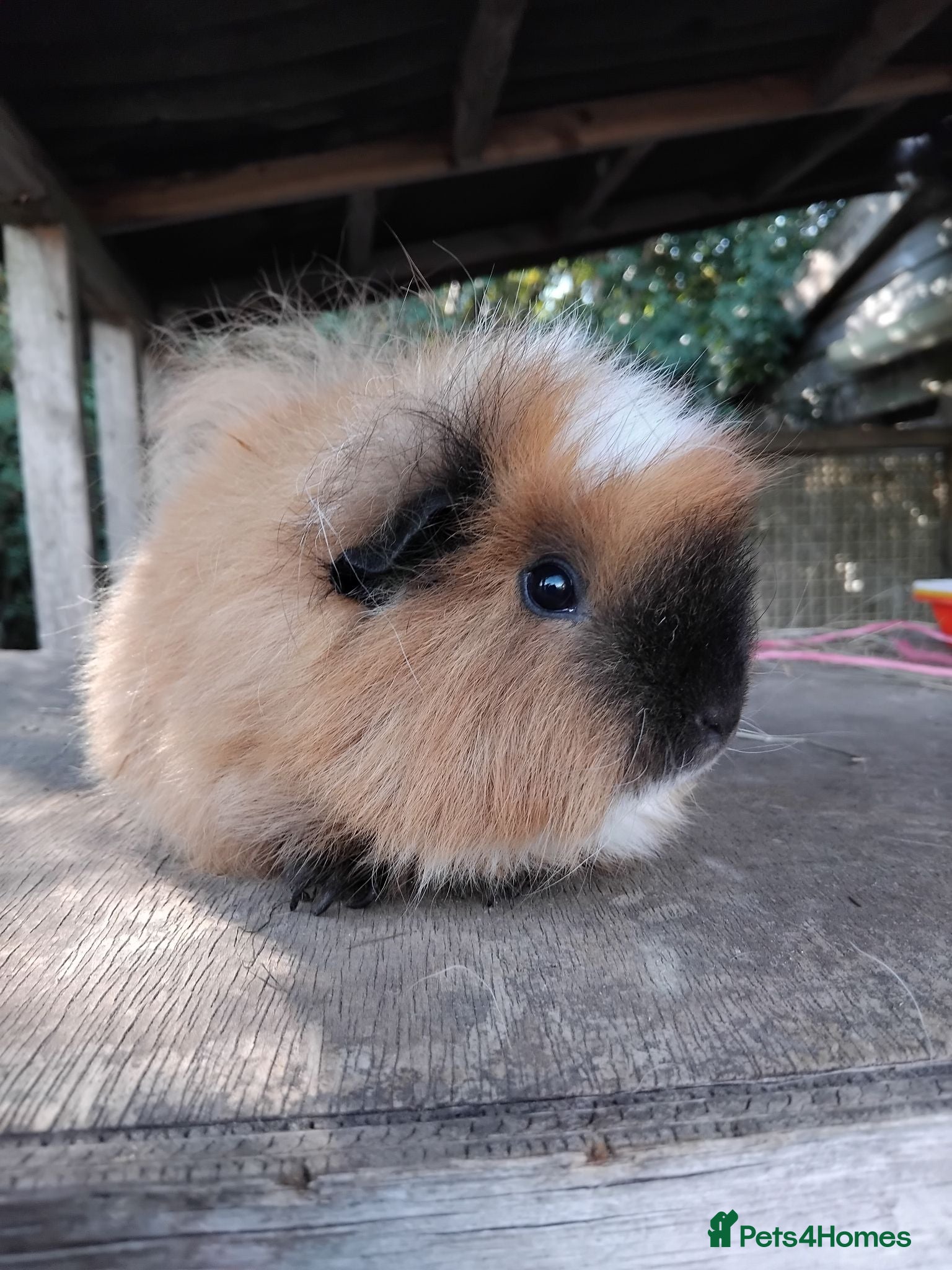 Guinea Pig rodents Retired Swiss Sows - Advert 2