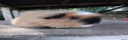 Guinea Pig rodents for sale: Retired Swiss Sows - Advert 1