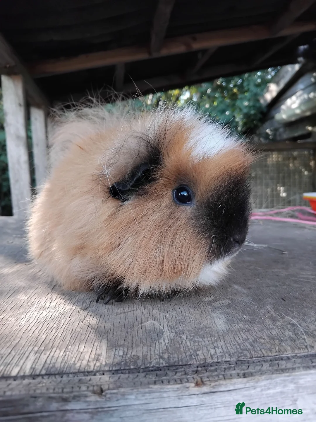 Guinea Pig rodents for sale: Retired Swiss Sows - Advert 1