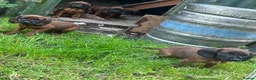 Bavarian Mountain Hound dogs for sale: Bavarian mountain hound pups in Londonderry - Advert 9