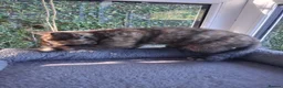 Mixed Breed cats for sale: Gorgeous Tortoiseshell and ghost tabbies 😻 - Advert 10