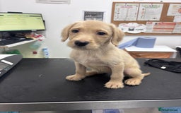 Mixed Breed dogs for sale: Female golden labradoodle  - Image 2