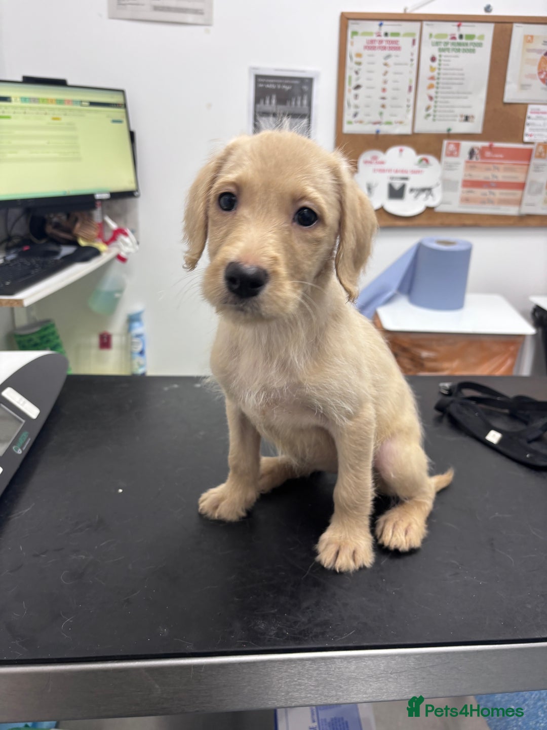 Mixed Breed dogs for sale: Female golden labradoodle  - Image 2