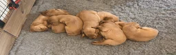 Labrador Retriever dogs for sale: Red fox Labrador puppies for sale  in Shrewsbury - Advert 4