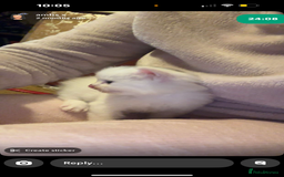 Mixed Breed cats for sale: FOR SALE!! cats and kittens x - Image 11