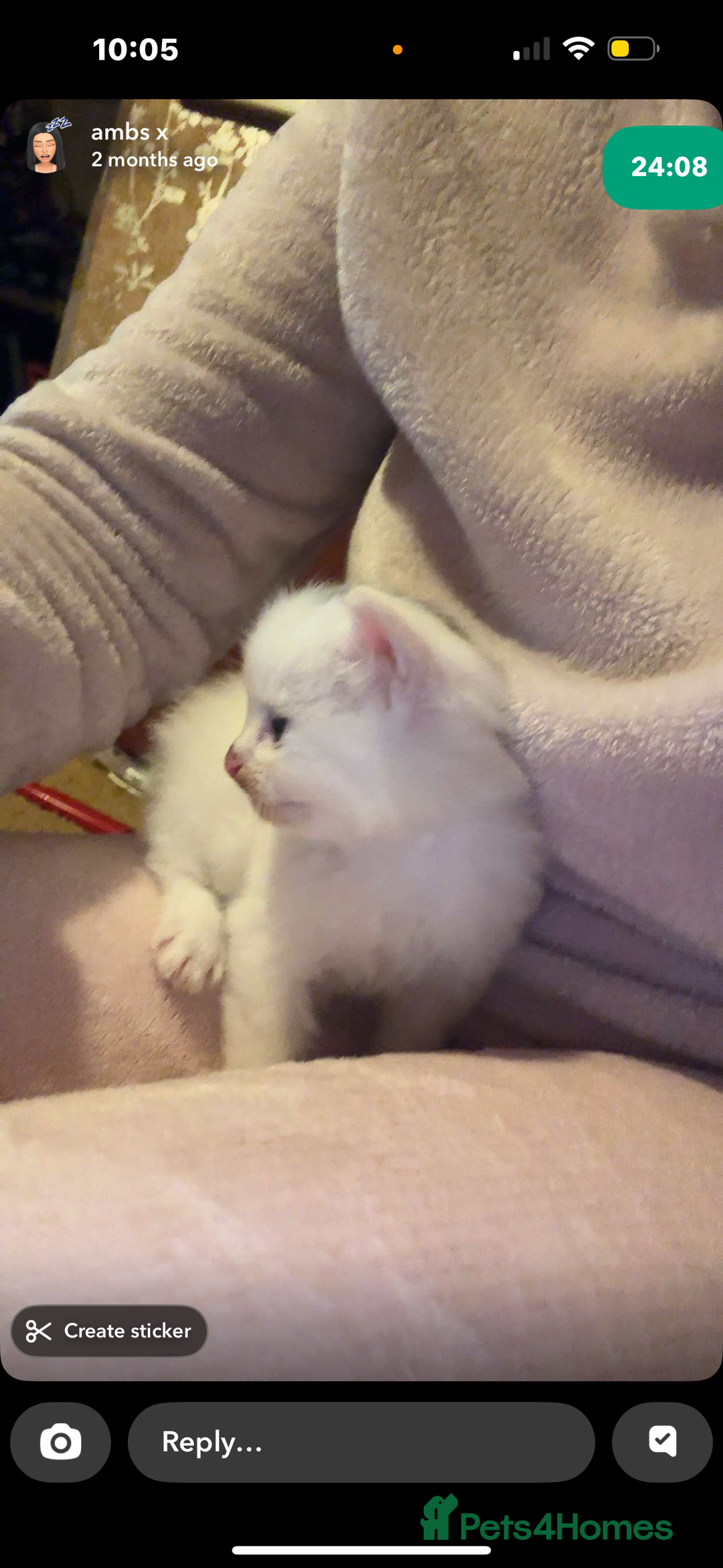 Mixed Breed cats for sale: FOR SALE!! cats and kittens x - Image 11