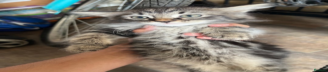 Mixed Breed Kitten 3
