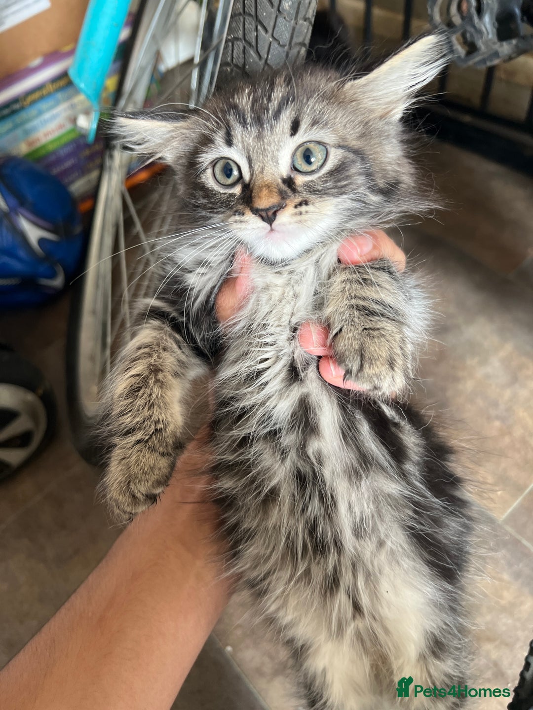 Mixed Breed cats for sale: Adorable 8-Week-Old Fluffy Kittens Ready - Image 6
