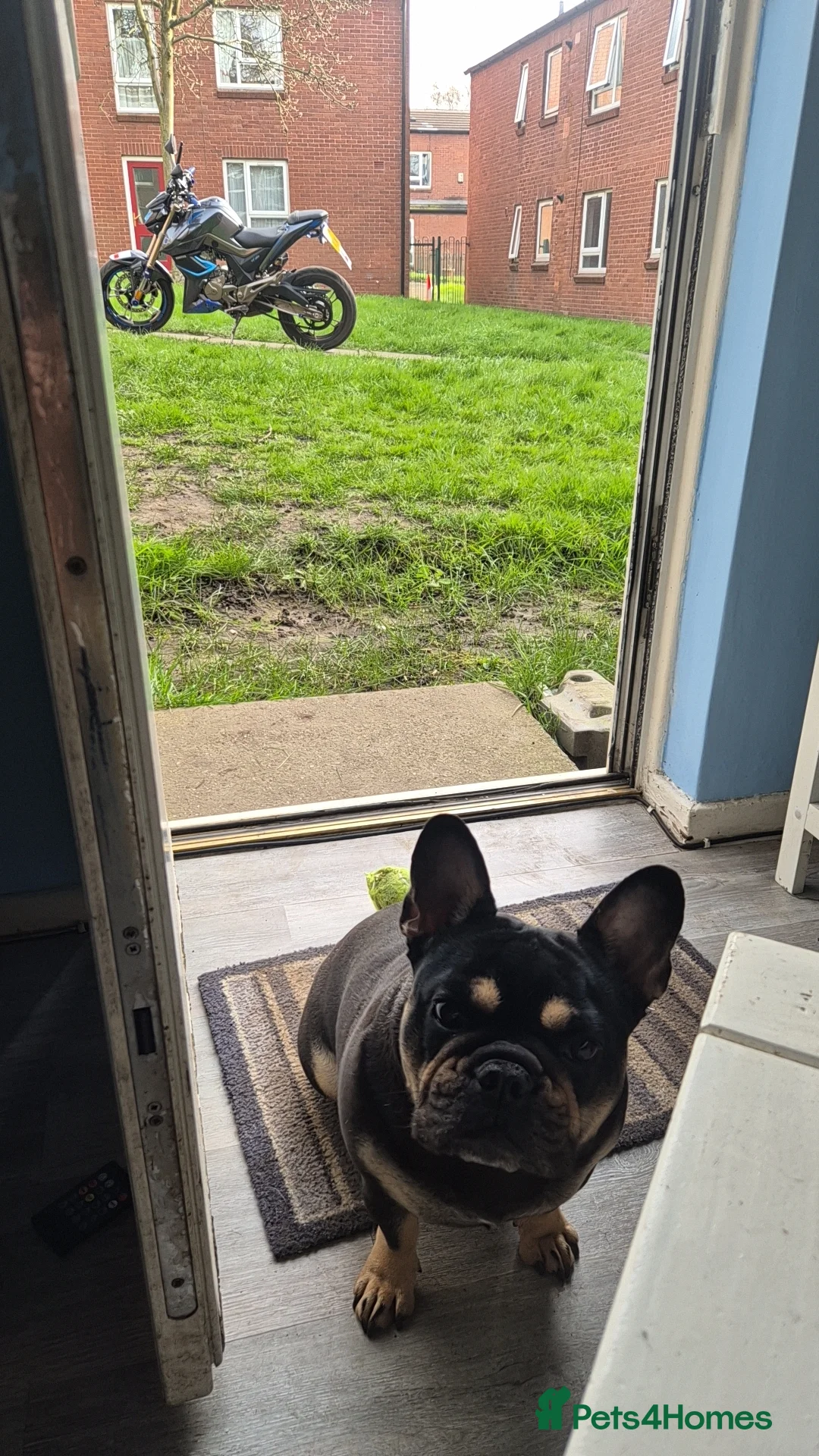 French Bulldog dogs for sale: Little Roxy in Dukinfield - Advert 2