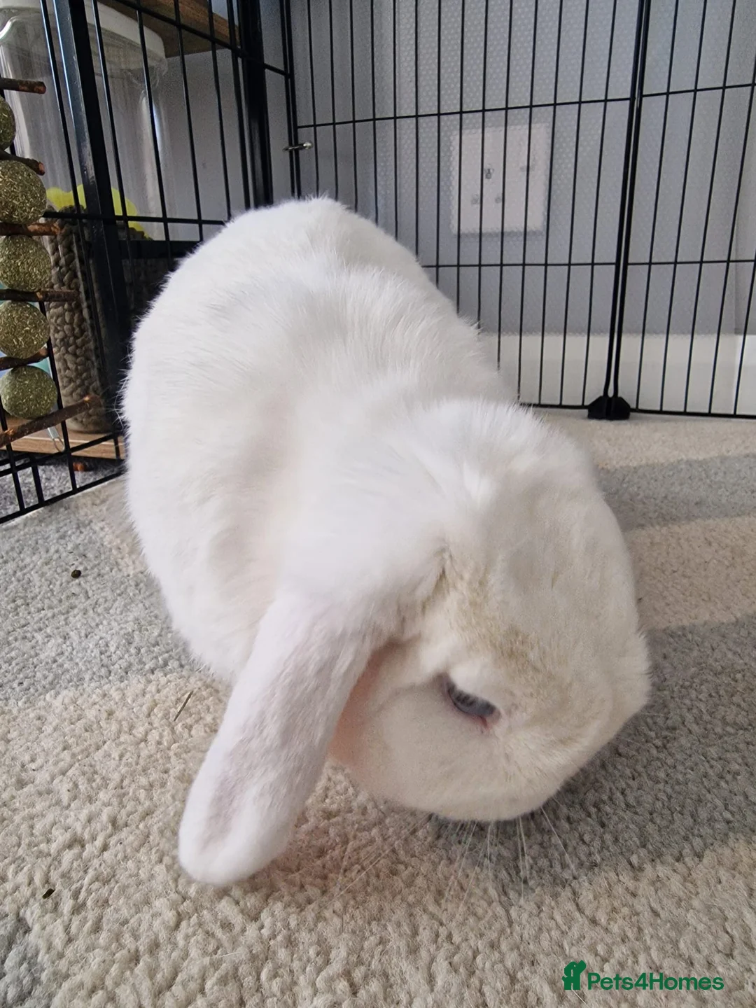Mini Lop rabbits for sale: Blue Eyed White Mini Lop in Aberdeen - Advert 5