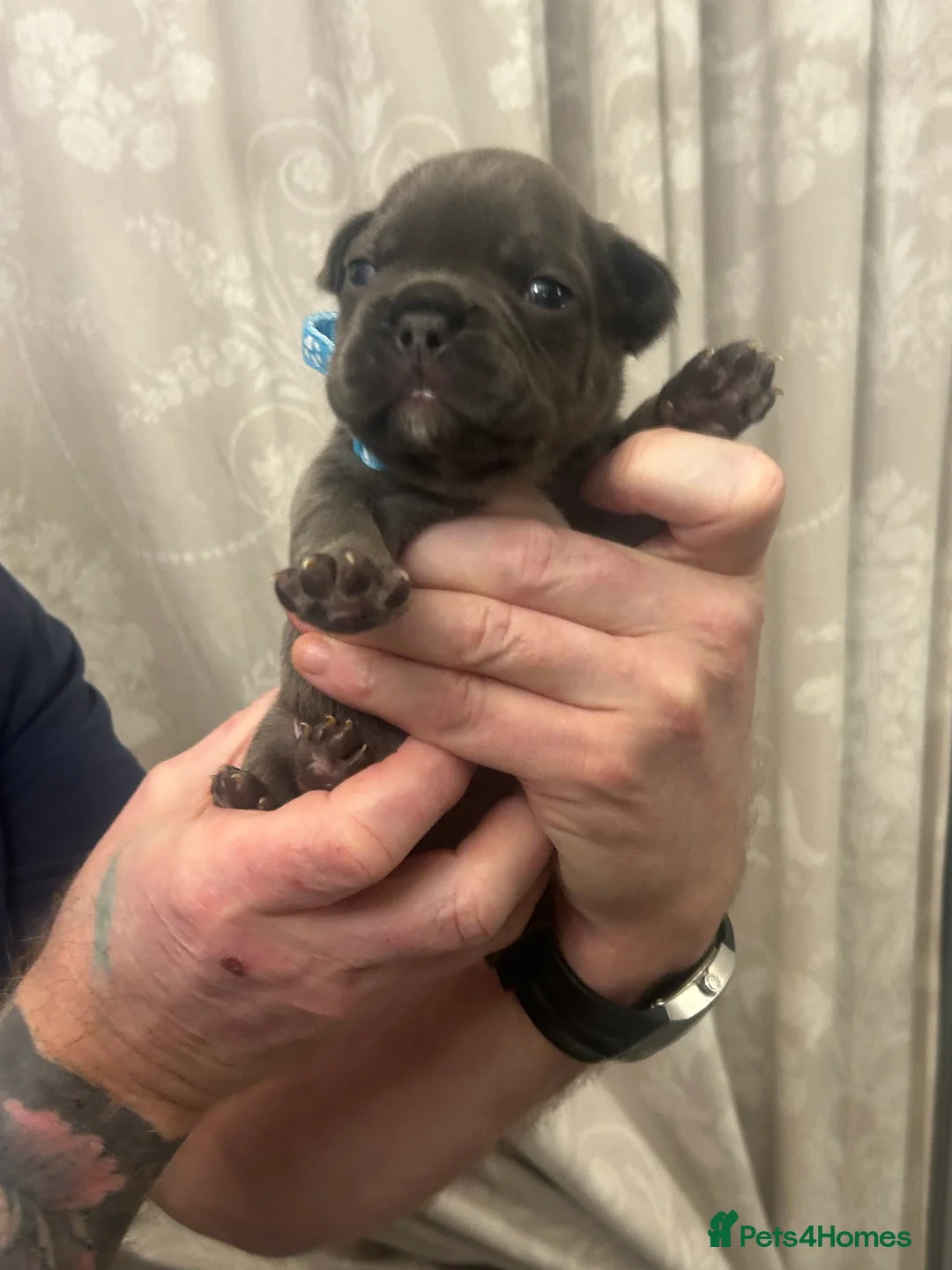 French Bulldog dogs for sale: 9 top quality fluffy carrying french bulldogs  - Advert 4