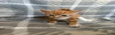 Domestic Shorthair 1