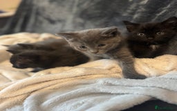 Ragdoll cats for sale: Ragdoll cross domestic shorthaired kittens  - Image 14