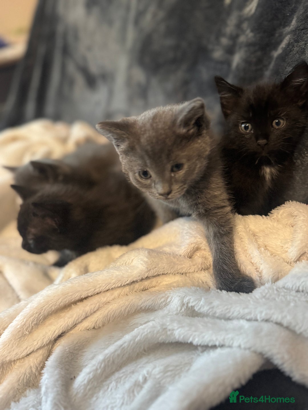 Ragdoll cats for sale: Ragdoll cross domestic shorthaired kittens  - Image 14