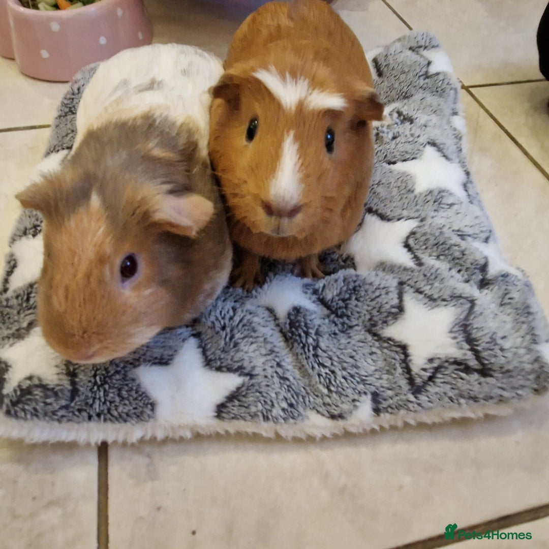 Guinea Pig rodents for sale: 2 Female Guinea Pigs  - Advert 2