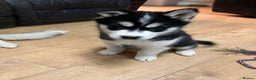 Siberian Husky dogs for sale: Beautiful husky puppies ready for their new homes  - Advert 8