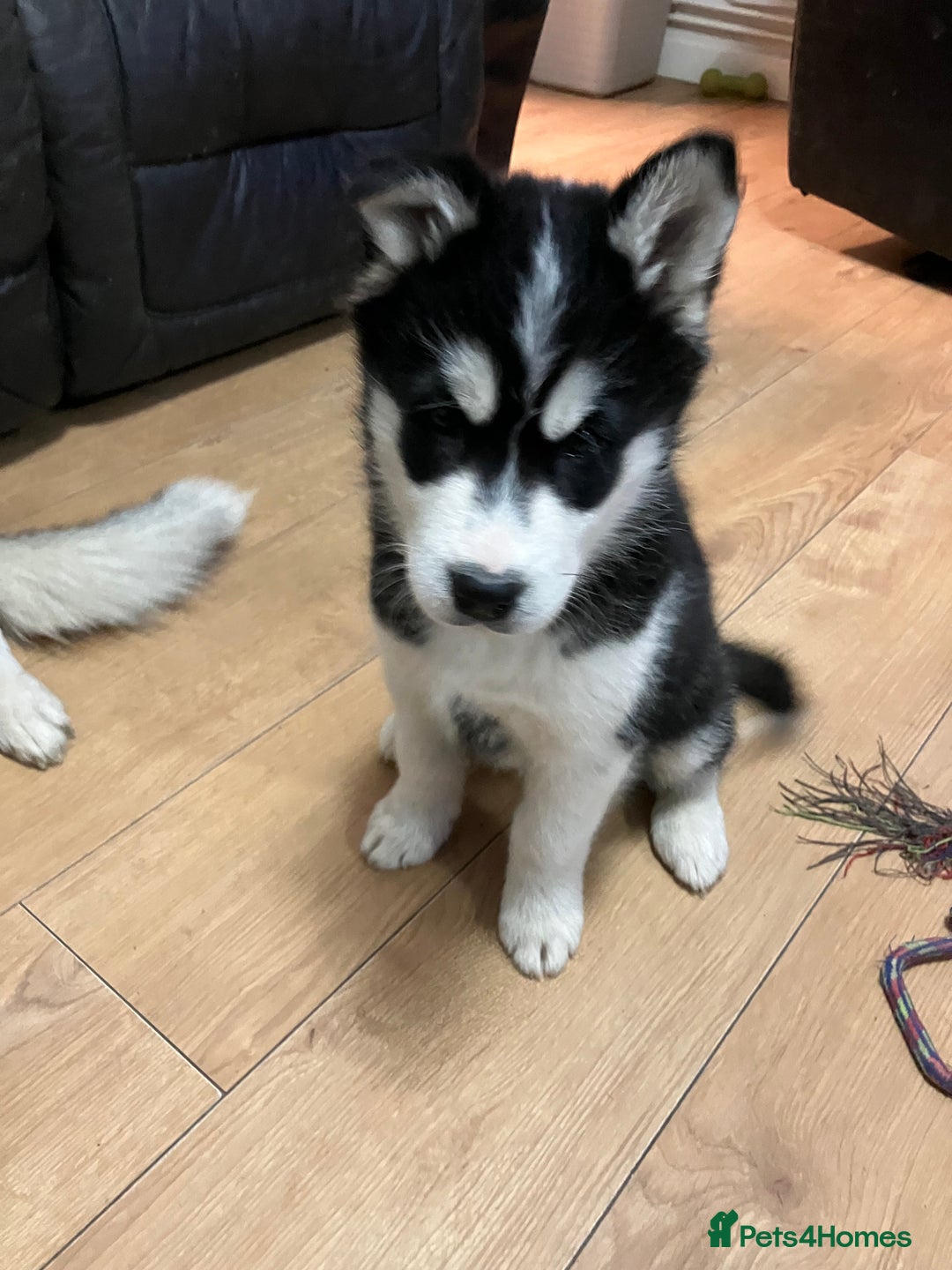 Siberian Husky dogs for sale: Beautiful husky puppies ready for their new homes  - Advert 8