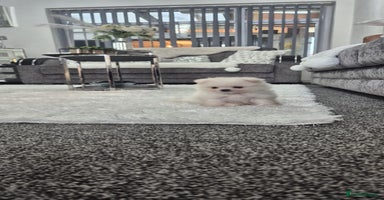 Pomeranian dogs - Advert 2