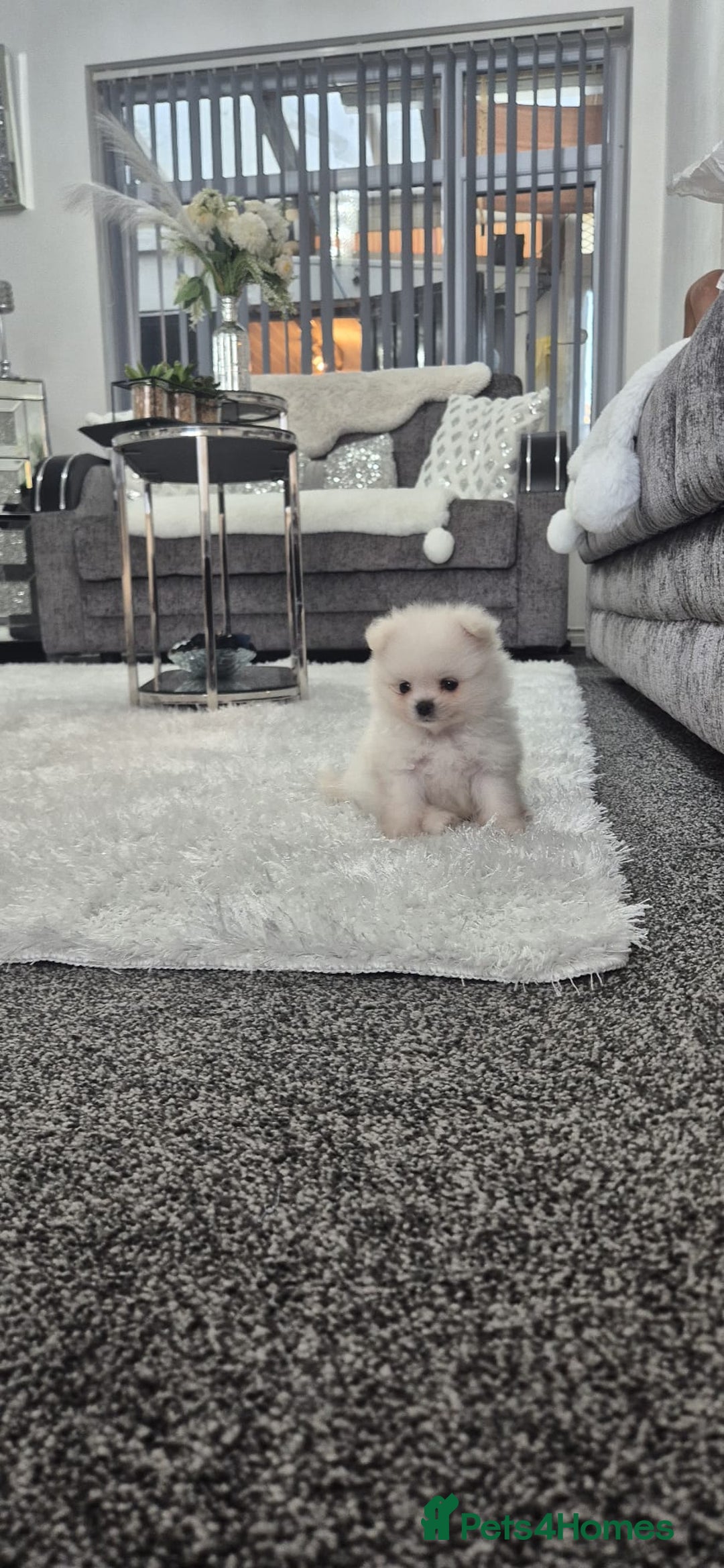Pomeranian dogs for sale: HIGH QUALITY TEDDY Face POMERANIAN ** 💕💞💓💞💕 - Image 2