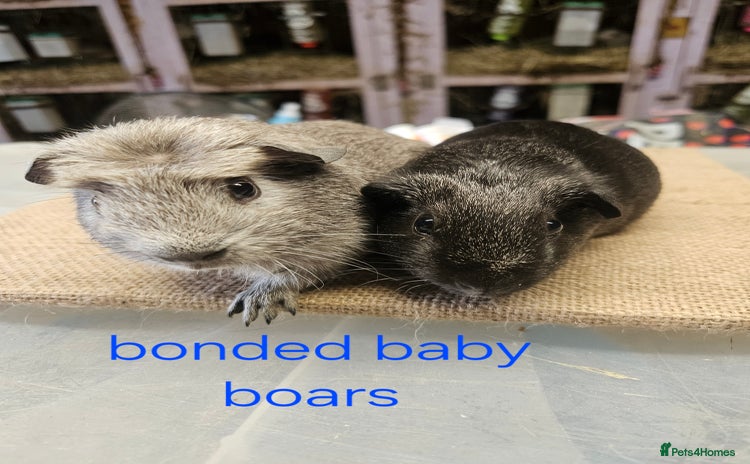 Guinea Pig rodents in Solihull - Advert 3