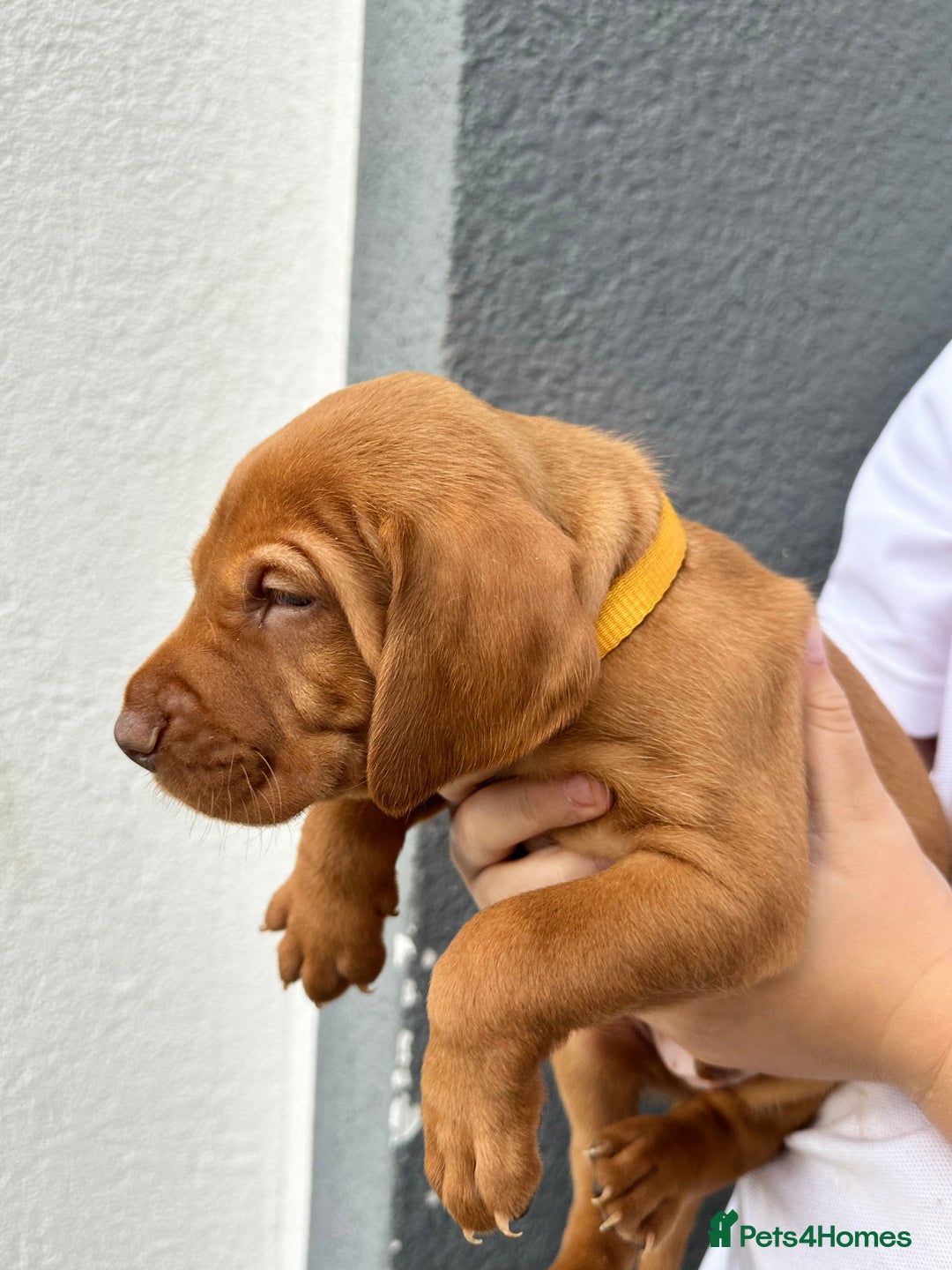 Hungarian Vizsla dogs for sale: Amazing Hungarian vizsla puppies - Image 5