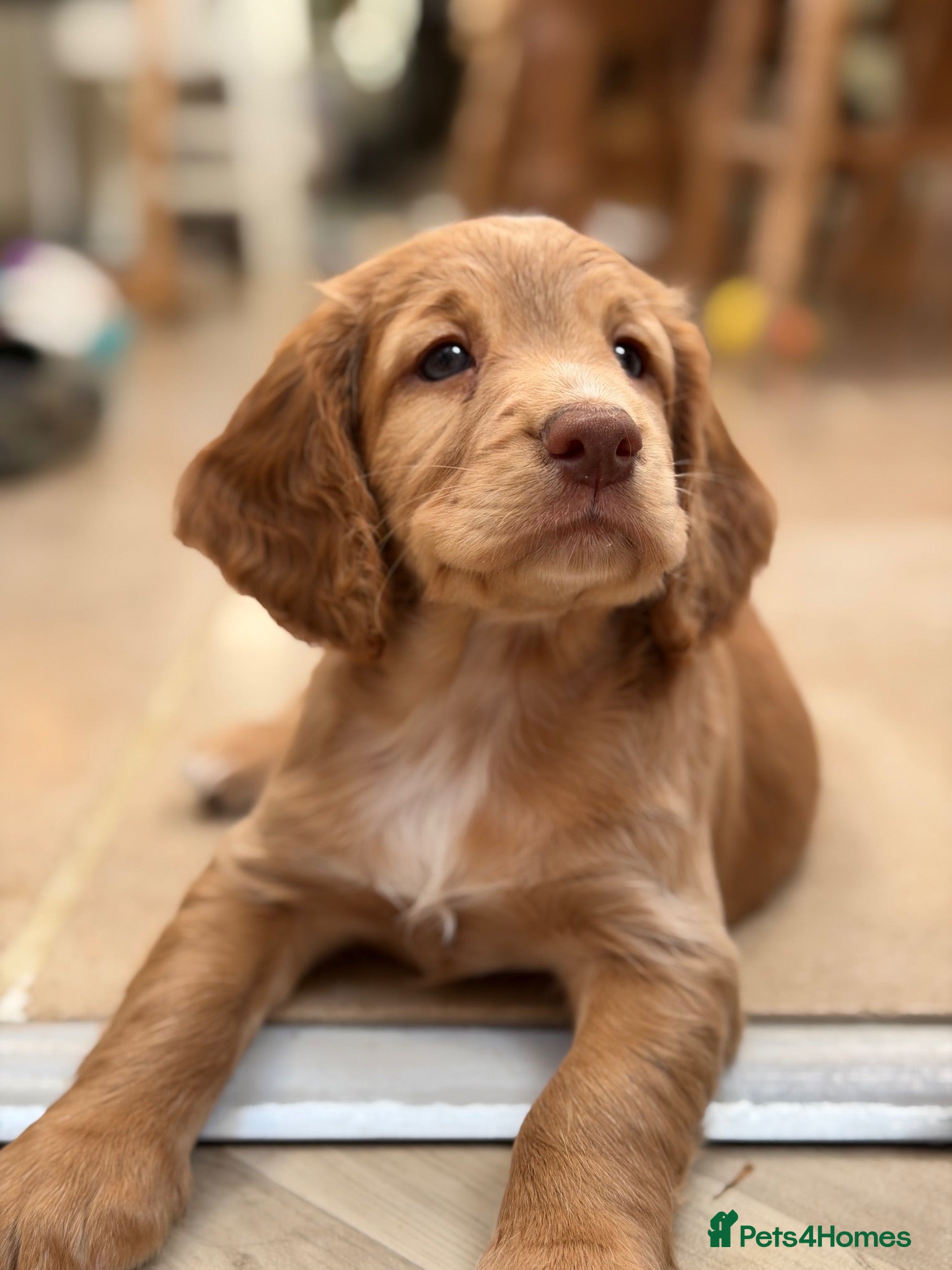 Cocker Spaniel dogs Exceptional KC registered Working Cocker Spaniels - Advert 13