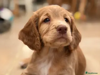 Cocker Spaniel dogs Exceptional KC registered Working Cocker Spaniels - Advert 13
