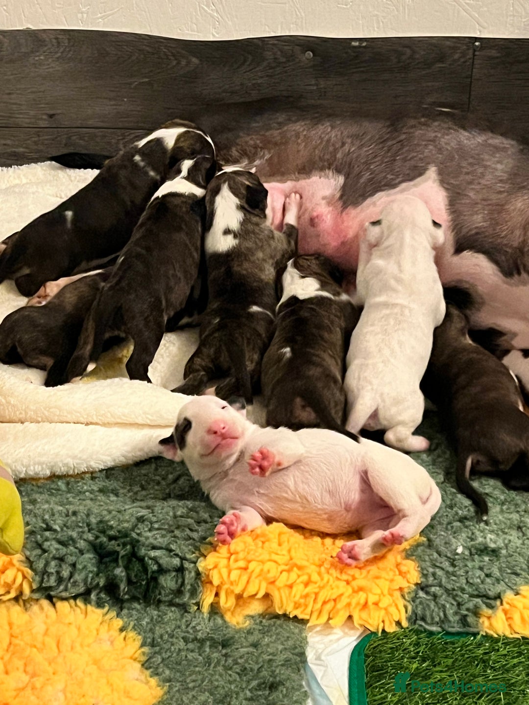 English Bull Terrier dogs for sale: Janineabullz bull terriers beautiful litter  - Image 22