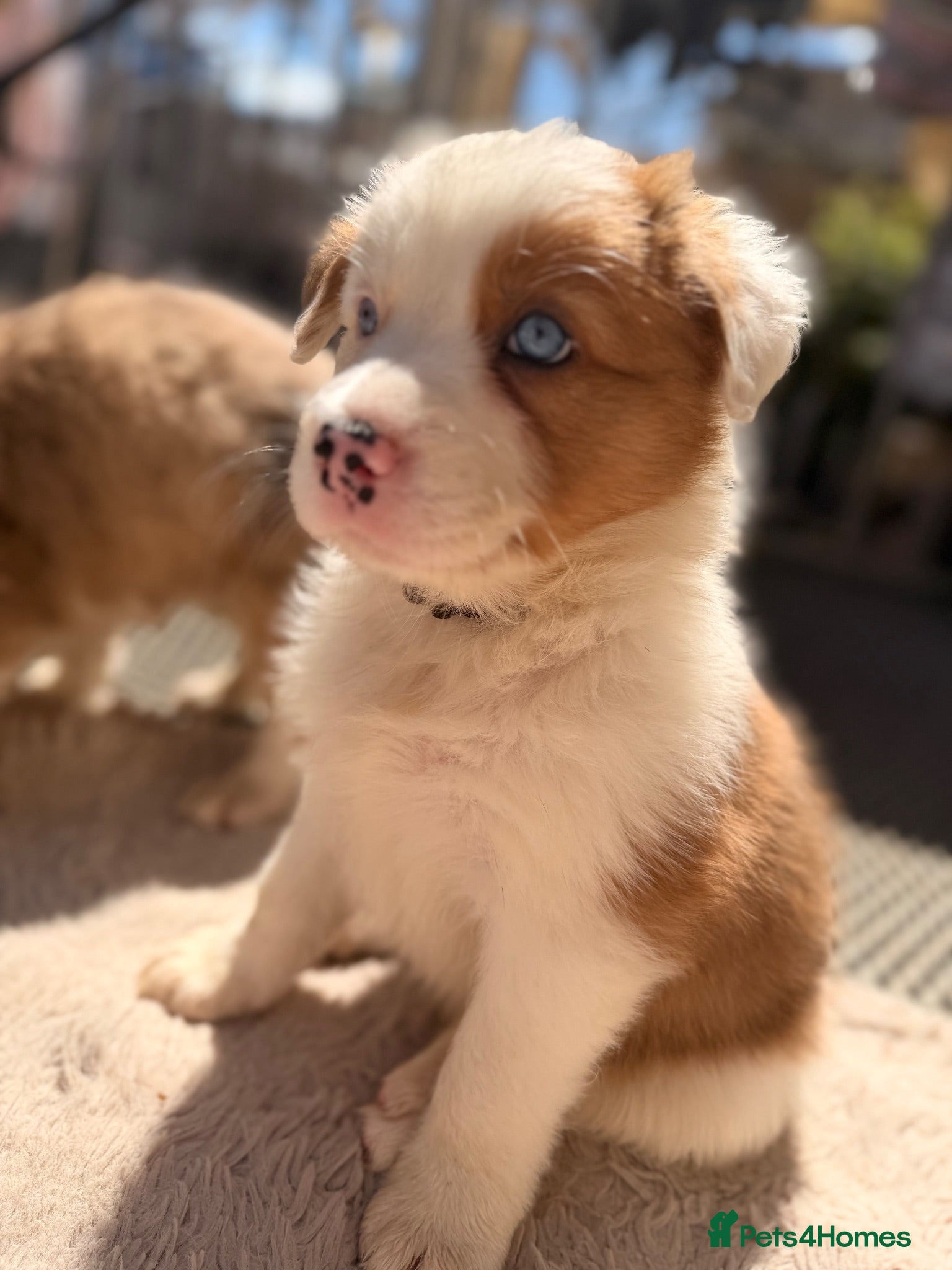 Border Collie dogs Stunning Show line puppies,various colours  - Advert 1
