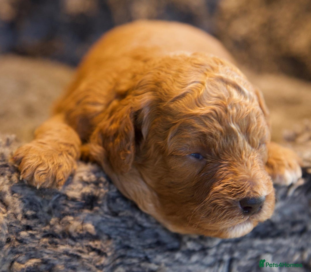 Cavapoo dogs for sale: Gorgeous F1B Fox Red Cavapoo Puppies - Image 35