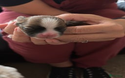 Lhasa Apso dogs for sale: KC registered Lhasa Apso puppies - Image 3