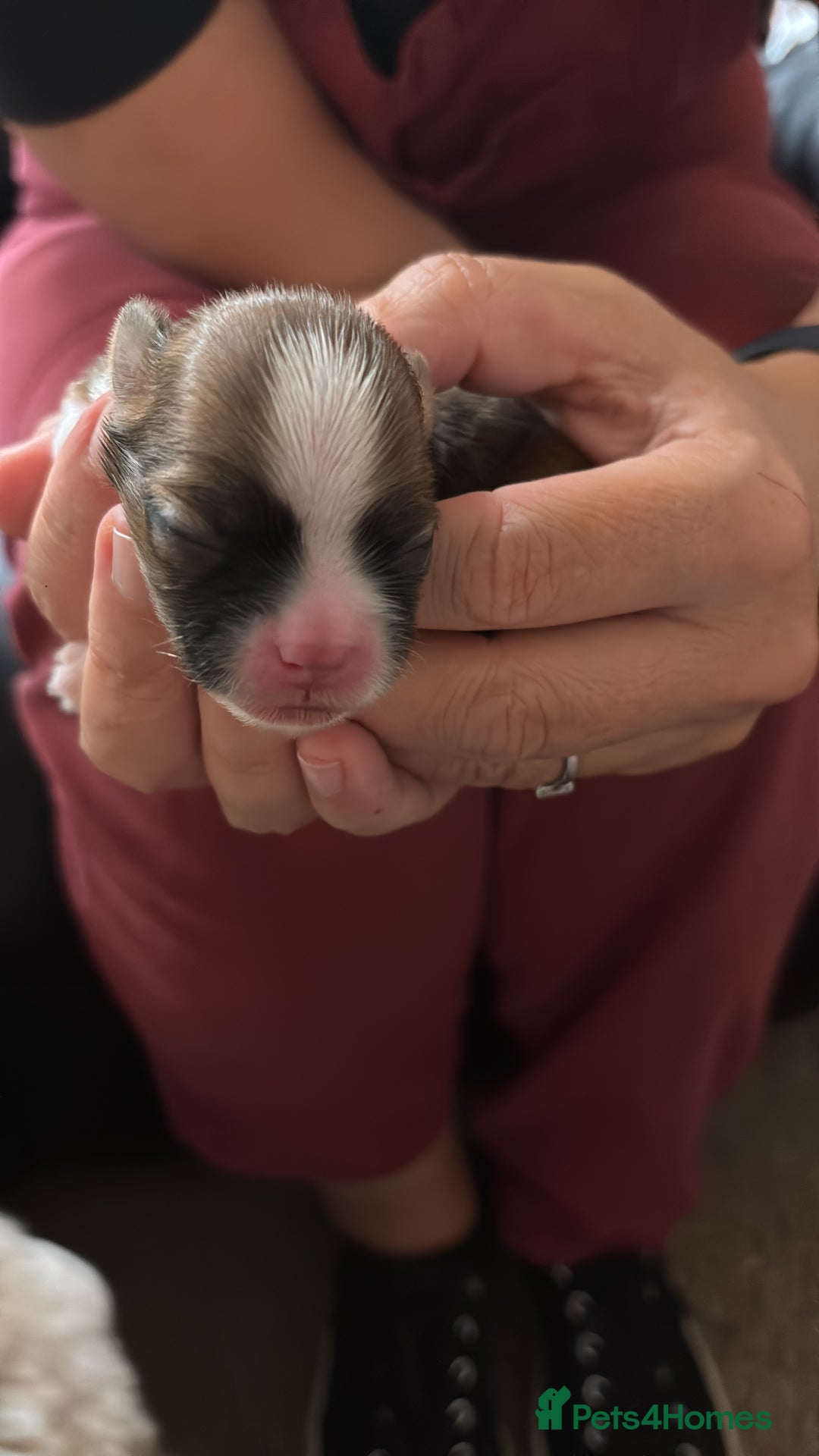 Lhasa Apso dogs for sale: KC registered Lhasa Apso puppies - Image 3