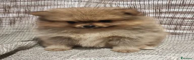 Pomeranian Puppy 5