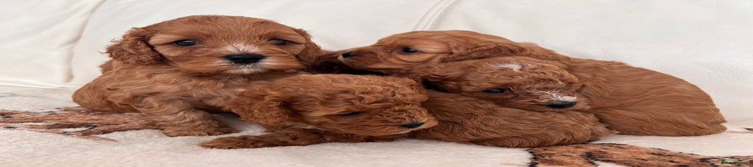 Cavapoo Puppy 1