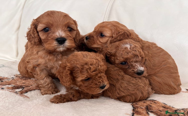 Cavapoo dogs - Advert 2