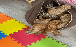 Toy Poodle dogs for sale: Toy poodle - Image 7