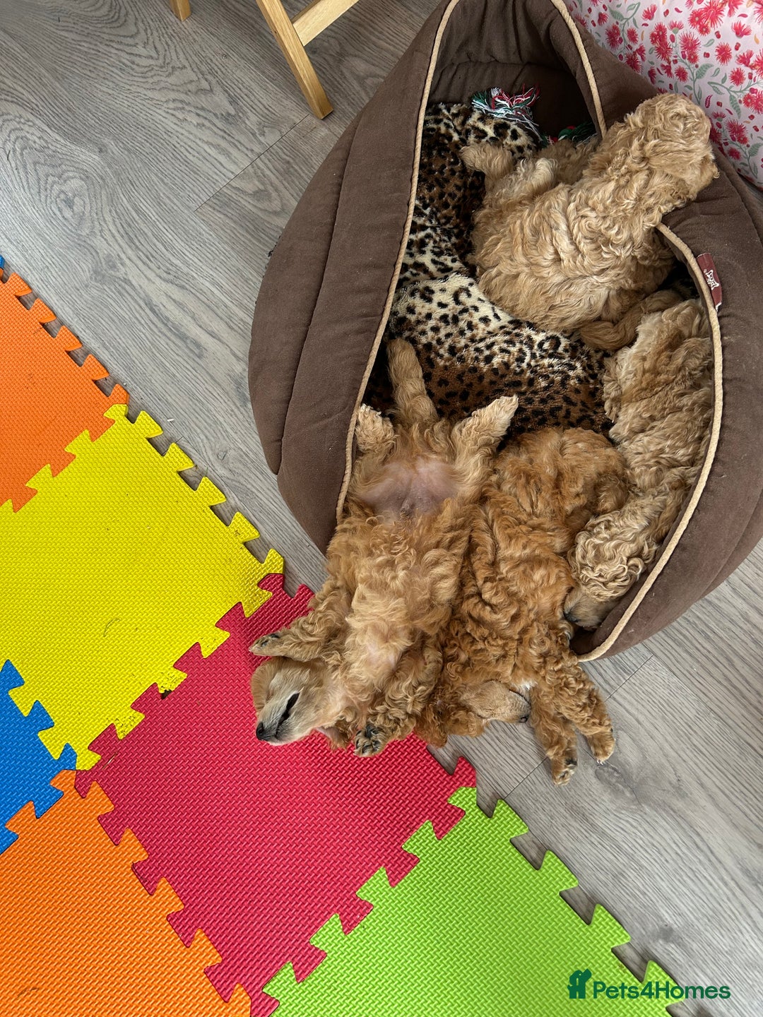 Toy Poodle dogs for sale: Toy poodle - Image 7