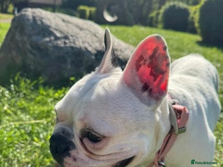 French Bulldog dogs - Advert 8